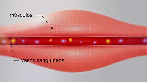 Músculos normais