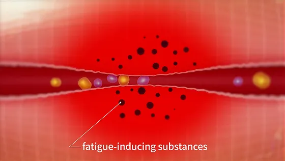 Fatigue-causing substances build up